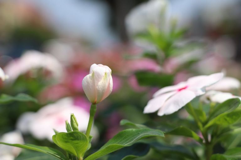 Feira de flores com entrada gratuita acontece desta quinta-feira até 1º de maio em Cascavel; confira