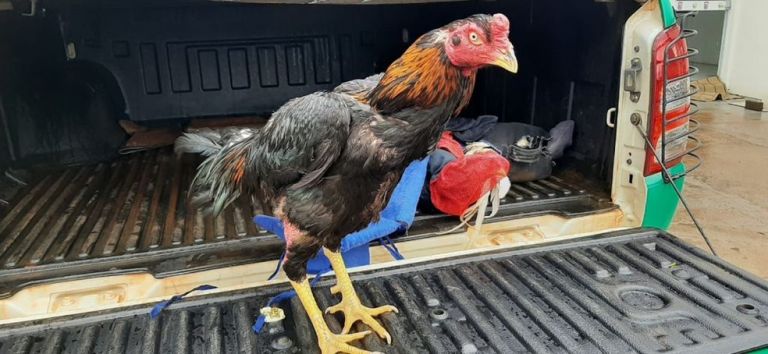 Seis pessoas são presas em rinha de galo; nove aves foram apreendidas pela Polícia Ambiental