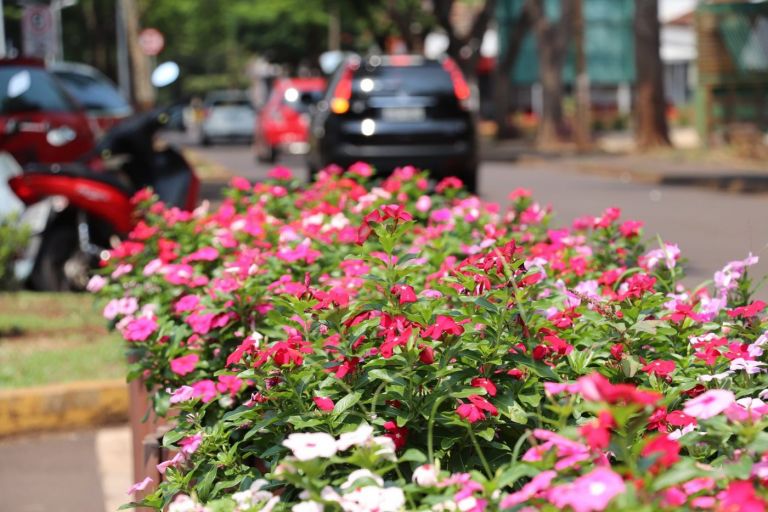 Semana começa com céu limpo em Marechal Rondon; temperatura máxima deve alcançar 29ºC