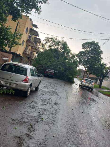 Vias ficam interditadas com queda de árvores em Toledo