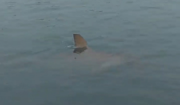 Tubarões “invadem” praia de Balneário Camboriú após faixa alargada de areia