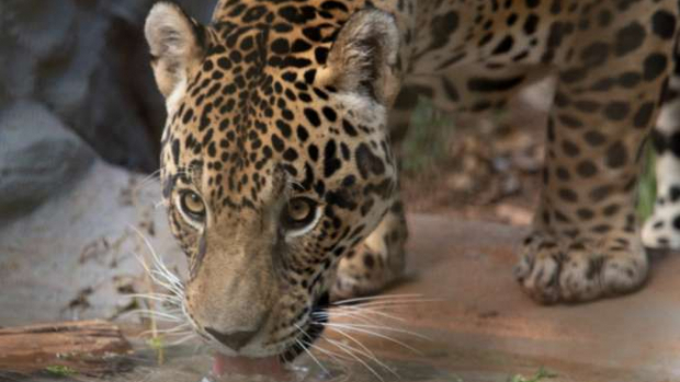 Visitas ao zoológico de Cascavel serão agendadas