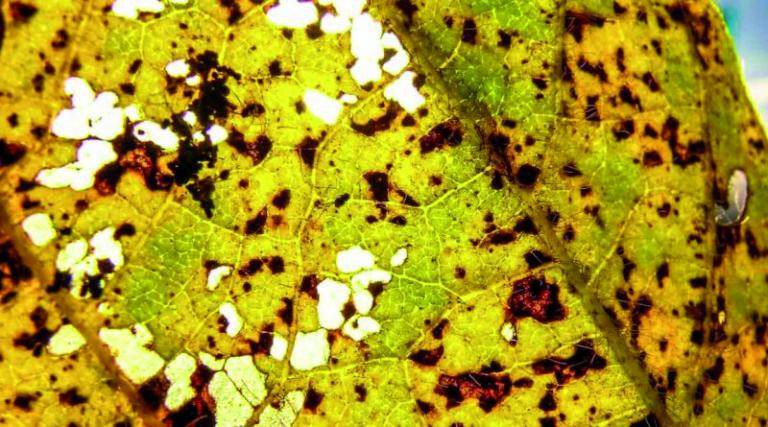 IDR monitora presença de esporos de ferrugem asiática na região Oeste