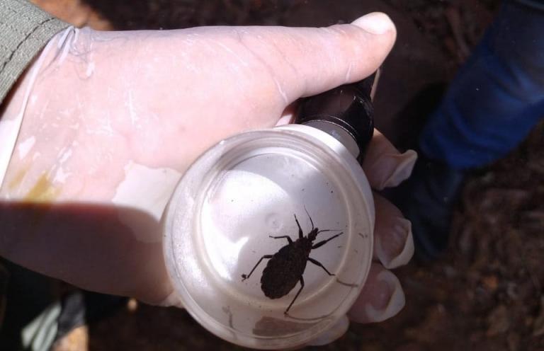 Ações para cuidados da doença de Chagas devem ser implantadas em 2022