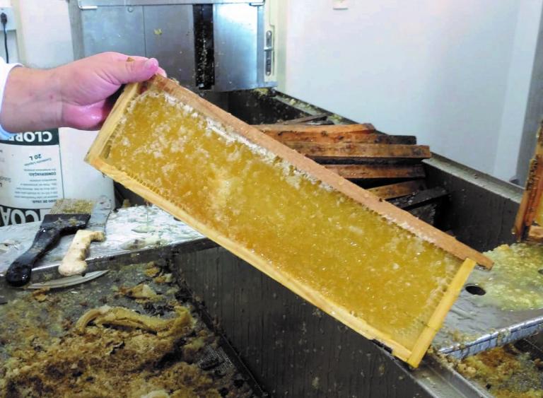Em final de safra, produção de mel aumenta na região Oeste
