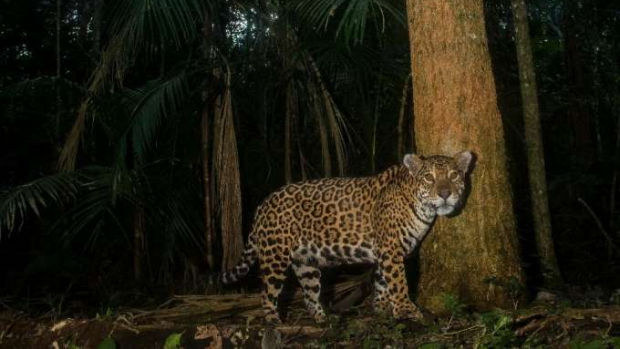 No Dia Nacional da Onça-pintada, base de estudos recebe nome de pesquisador