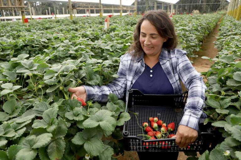Produtora paranaense de morangos recebe prêmio de inovação no meio rural