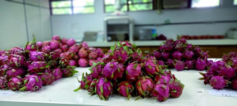 Marechal Rondon se torna o município com maior coleção de pitaia do Paraná