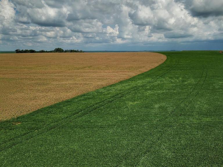 Estudo mostra que é preciso até 27 sacas a mais de milho neste ano para pagar custo de hectare