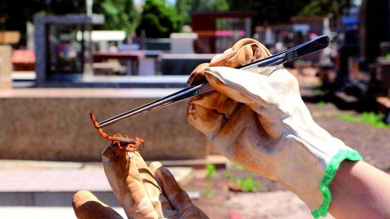 População deve se atentar ao aparecimento de escorpiões nas residências