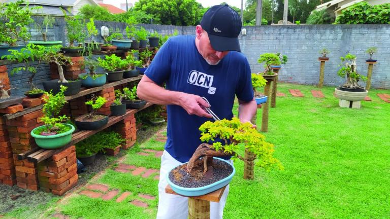 Quatro-pontense se dedica à arte dos bonsais há cerca de 22 anos; coleção tem mais de 100 exemplares