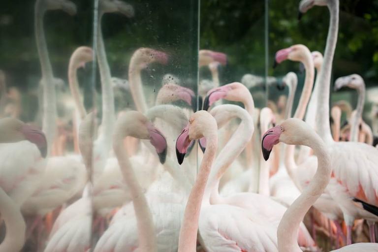 Onças que mataram flamingos no Parque das Aves eram mãe e filhote aprendendo a caçar, diz pesquisadora