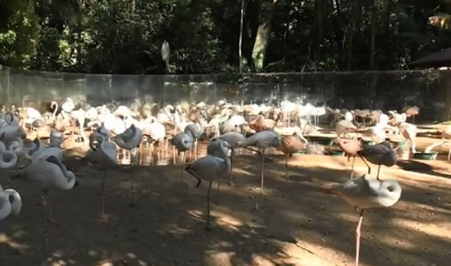 Onças matam 172 flamingos no Parque das Aves; somente quatro sobreviveram ao ataque
