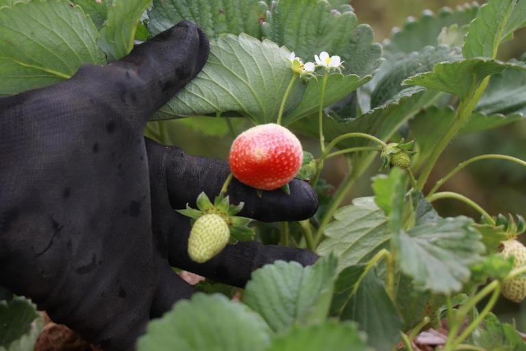 Tecpar capacita municípios do Litoral sobre certificação de orgânicos