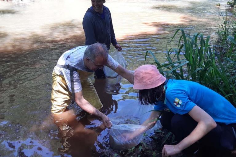 Em ação da Sanepar, mananciais de abastecimento de Cascavel recebem novos peixes