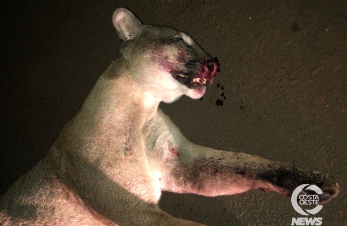 Onça-parda é atropelada e morta em Santa Helena