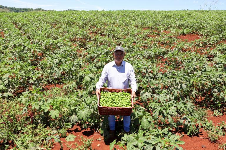 Estimulada por Uraí, no Norte, produção de quiabo começa a se expandir no Estado