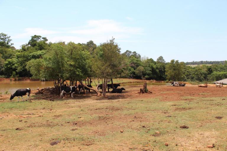 Bovinocultores de Marechal Rondon e região estão “pagando” para produzir leite