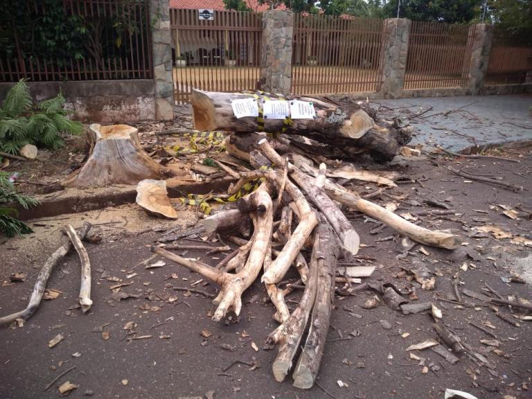 Secretaria de Agricultura e Política Ambiental realiza poda de árvore “condenada” na Rua Sergipe