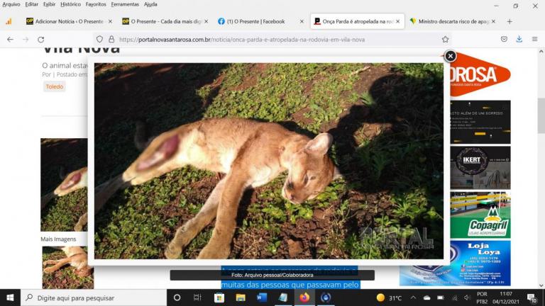 Onça é encontrada morta na rodovia em Vila Nova