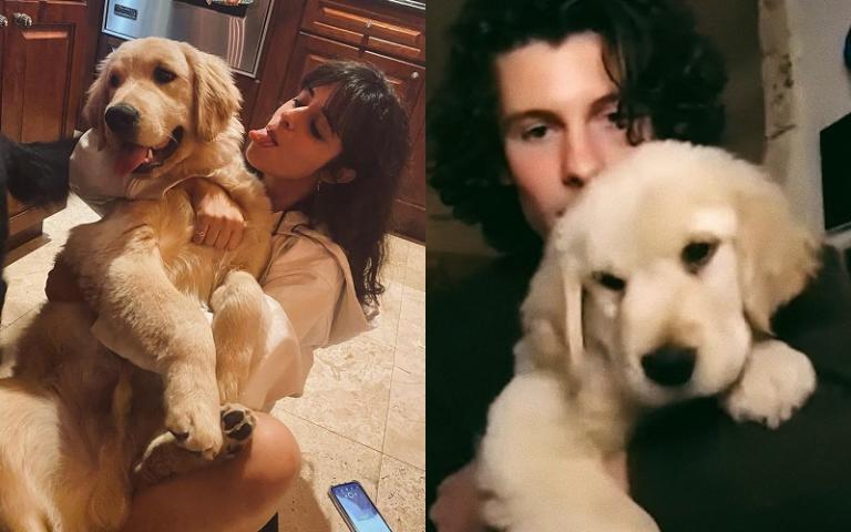 Shawn Mendes quer acordo pela guarda de cachorro com Camila Cabello
