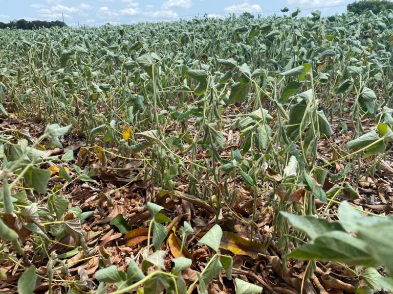 Administração de Maripá encaminha procedimentos para reconhecimento de situação de emergência em razão da estiagem