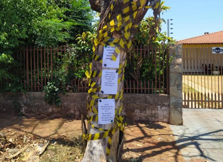Imagens de árvore com risco de queda viralizam no WhatsApp; prefeitura informa que retirada será feita terça-feira