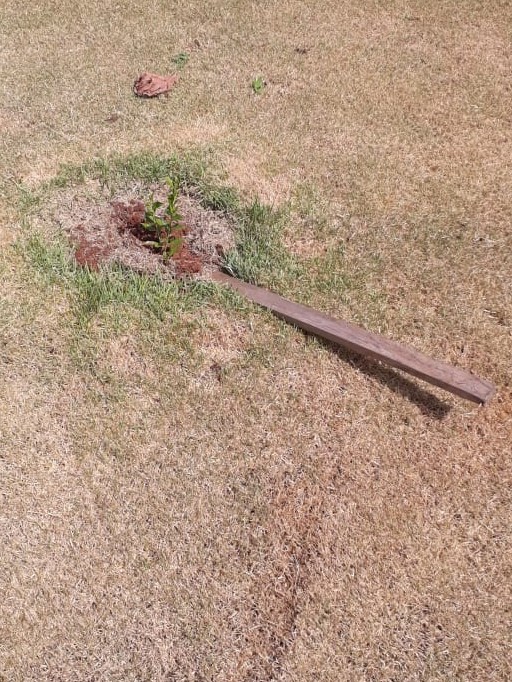 Vândalos arrancam mudas de árvores e flores em Mercedes