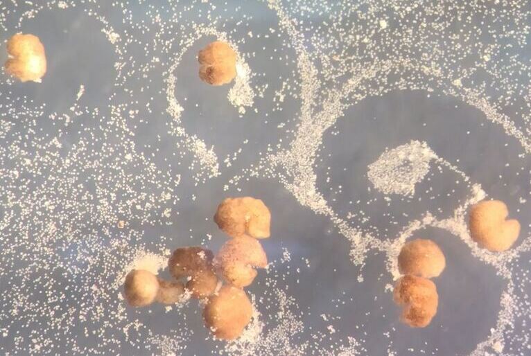 Cientistas desenvolvem ‘robôs Pac-Man’ que podem se reproduzir sozinhos