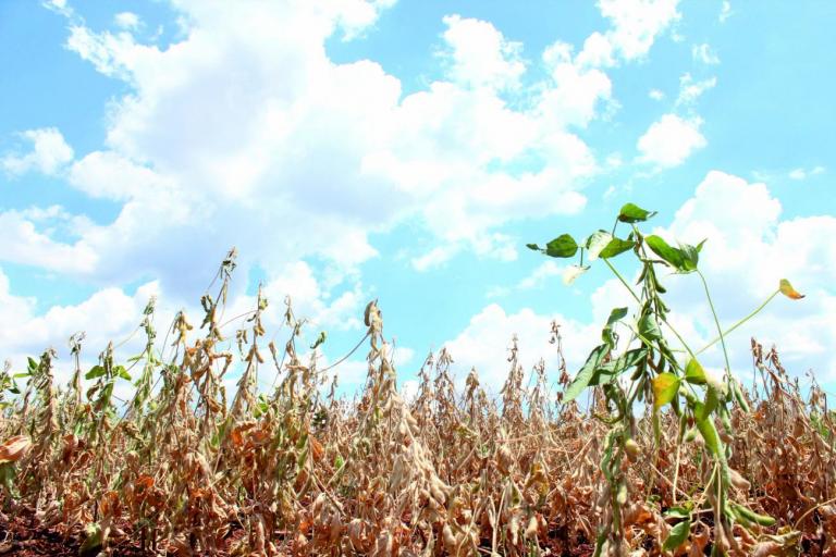 Lideranças rondonenses pedem decretação de estado de emergência devido à seca