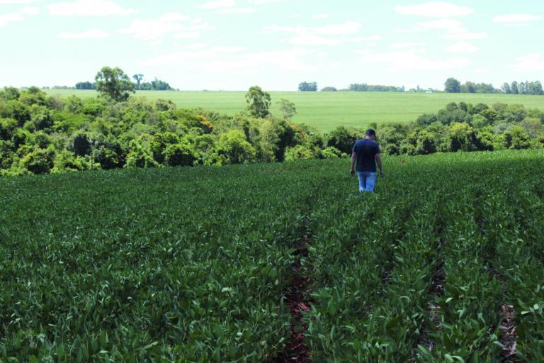 Cultura da soja sofre com a falta de chuva; produtores estimam quebra de 50% na produtividade