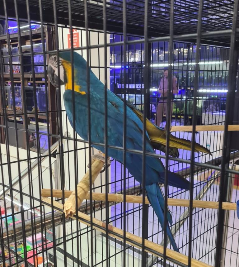 Homem é encaminhado à delegacia após tentar vender arara-canindé por R$ 14 mil na região