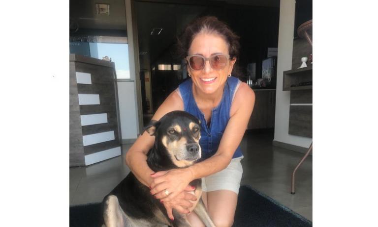 Pets precisam de atenção especial na virada do ano. ONG Arca de Noé dá dicas; confira