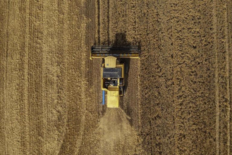 Puxado pela região de Guarapuava, Paraná lidera produção nacional de cevada
