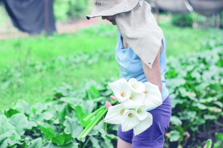 Região Oeste tenta decolar no cultivo de flores