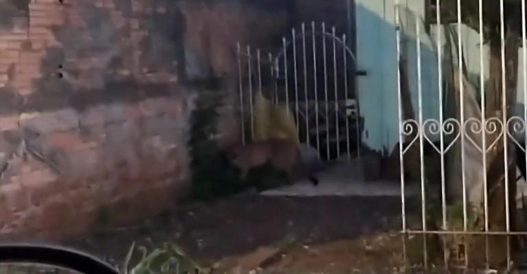 Onça-parda é flagrada andando pelas ruas de Francisco Beltrão; veja vídeo