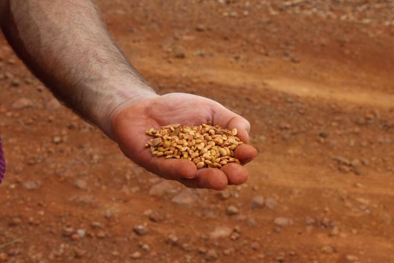 Soja: La Niña provoca estiagem no Sul desde 1998; veja previsão para áreas produtoras