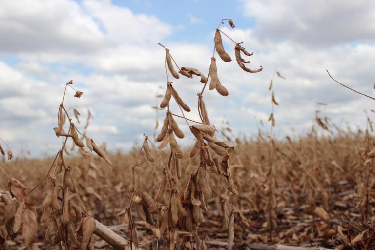 VBP de 2022 é estimado em R$ 1,241 trilhão