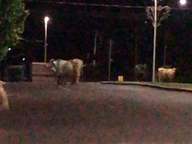 Inusitado: bois são vistos passeando pelo centro de Mercedes