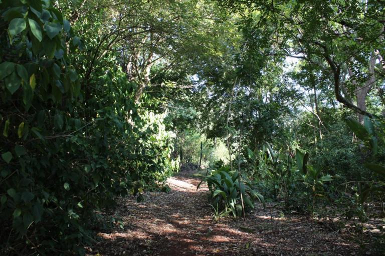 Famílias de Maripá são convidadas para plantio de árvores no Bosque da Vida