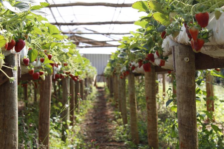 Apesar do clima, solo rondonense é rico para produção de morango