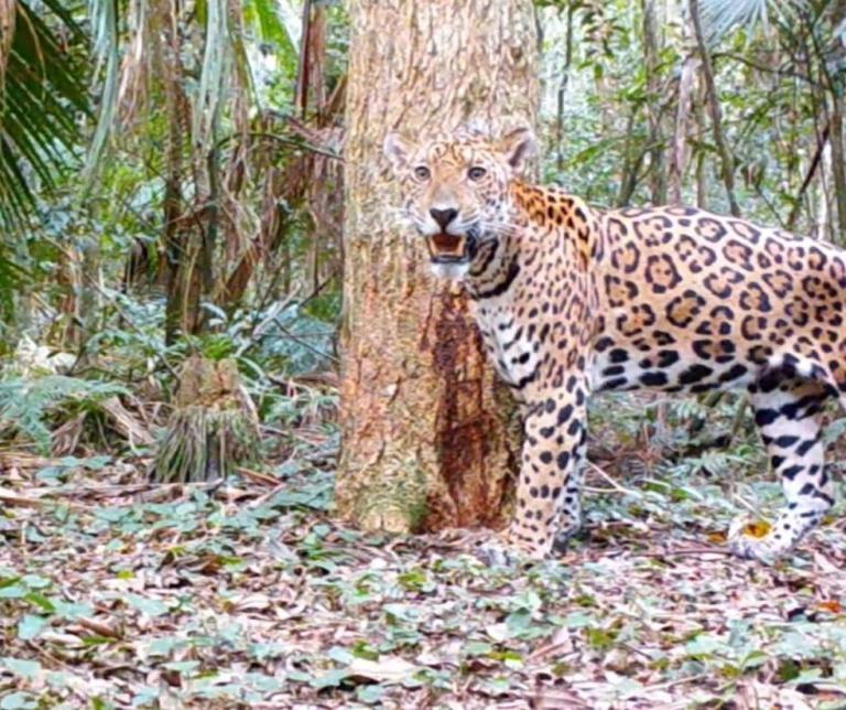 Onça-pintada inédita no Brasil e na Argentina é flagrada no Parque Nacional do Iguaçu