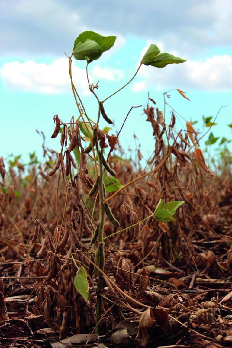 Prefeitos da região falam sobre decretos de situação de emergência devido à estiagem; confira