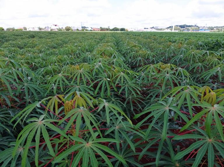 Mandiocultura supera seca, mas perde espaço em Marechal Rondon