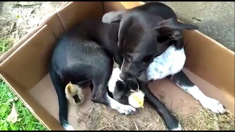 Cachorra “adota” ninhada de pintinhos: “ela cuida direitinho”