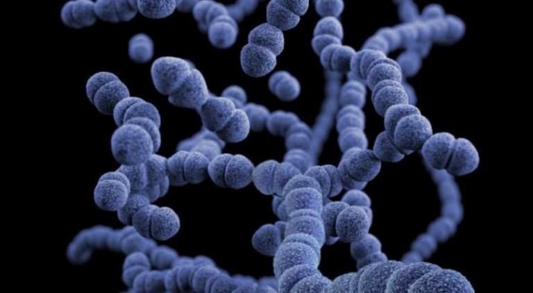 Entenda por que a Candida auris foi apelidada de superfungo