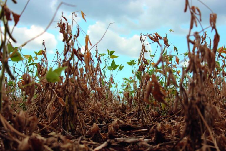 Expectativa para a safra de verão do Rio Grande do Sul e do Paraná é de recuperação