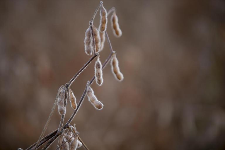 Veja os fatores que podem mexer com os preços da soja na semana que vem