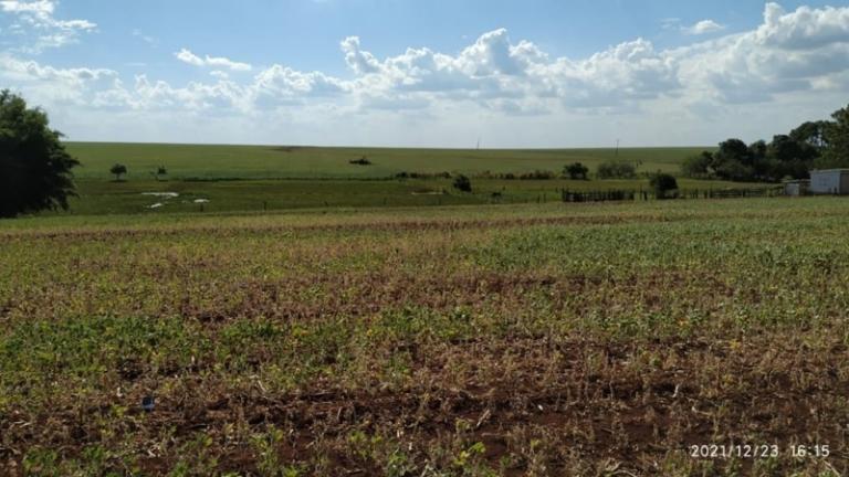 Seca pode afetar 100% da safra agrícola em Guaíra; estado de emergência é decretado