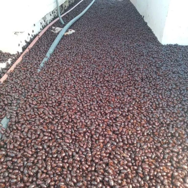 Em meio à onda de calor, cidade argentina é invadida por besouros